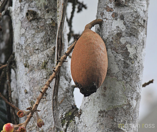Grias neuberthii (Mango sacha) — photo