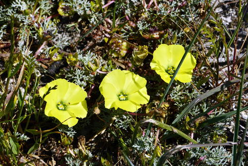 Grielum grandiflorum — photo