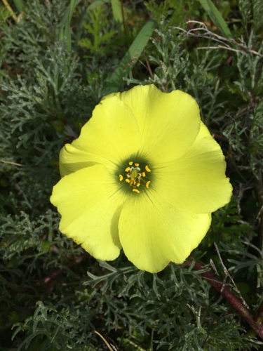 Neuradaceae
