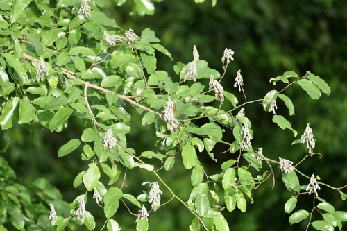 Griffonia simplicifolia — photo