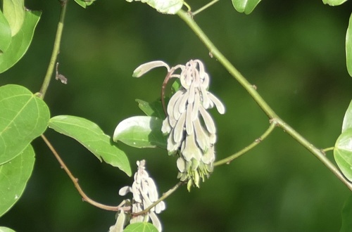 Griffonia simplicifolia
