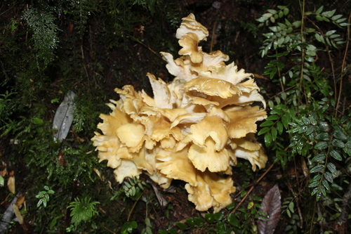 Grifola gargal (Gargal) — photo