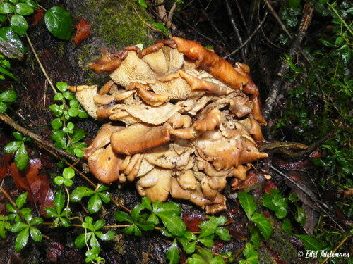 Grifola gargal