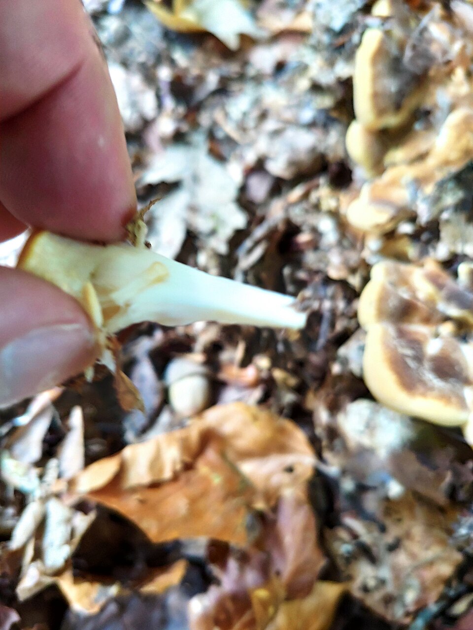 Grifola gigantea — photo