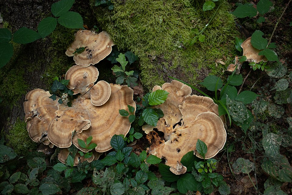 Grifola gigantea