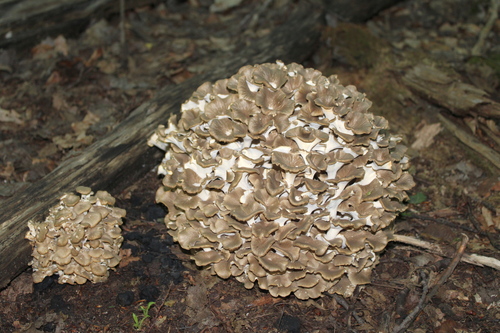 Grifola umbellata (Umbrella polypore) — photo