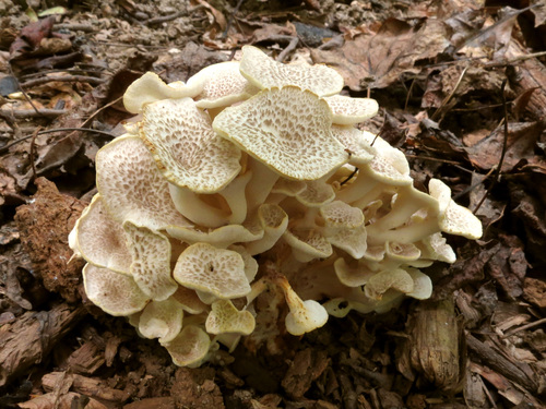 Grifola umbellata (Umbrella polypore) — photo