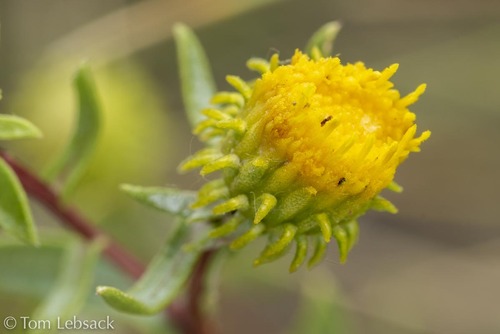Grindelia robusta (Great valley gumweed) — photo