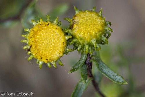 Grindelia robusta (Great valley gumweed) — photo