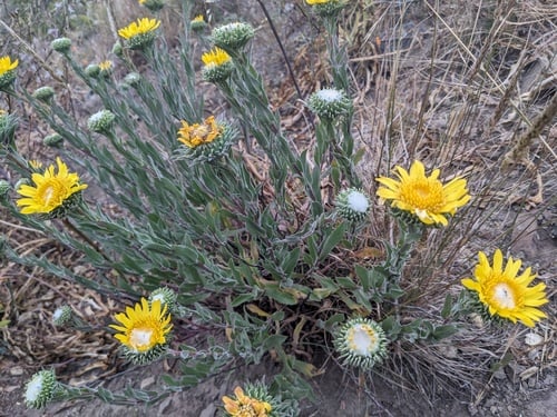 Grindelia robusta