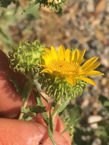 Grindelia squarrosa (Resinweed) — photo
