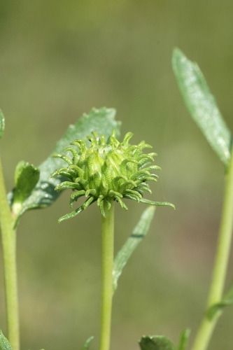 Grindelia squarrosa (Resinweed) — photo