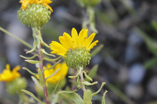 Grindelia squarrosa