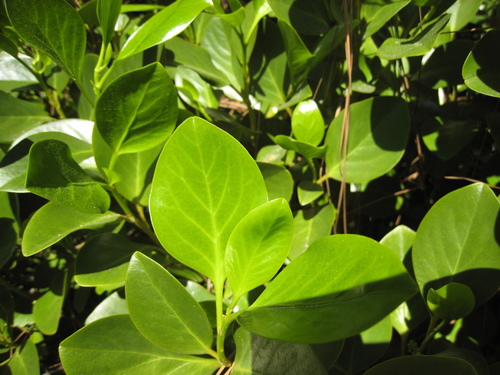 Griselinia littoralis (Kapuka) — photo