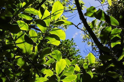 Griselinia littoralis (Kapuka) — photo