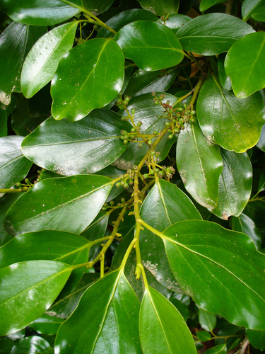 Griselinia littoralis