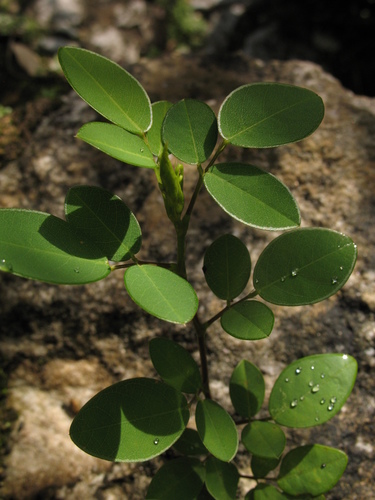 Grona adscendens — photo