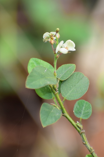 Grona adscendens