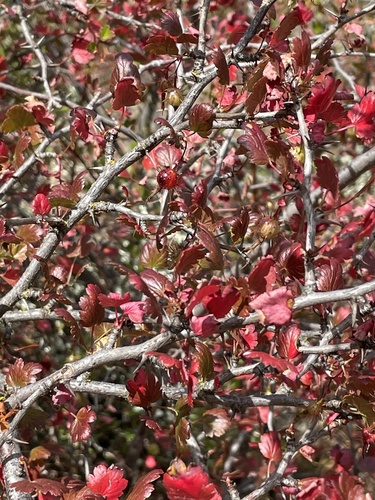 Grossularia californica (Hillside gooseberry) — photo