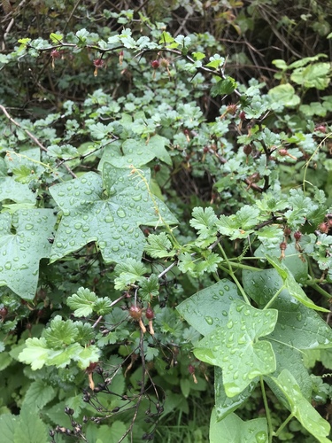 Grossularia californica (Hillside gooseberry) — photo