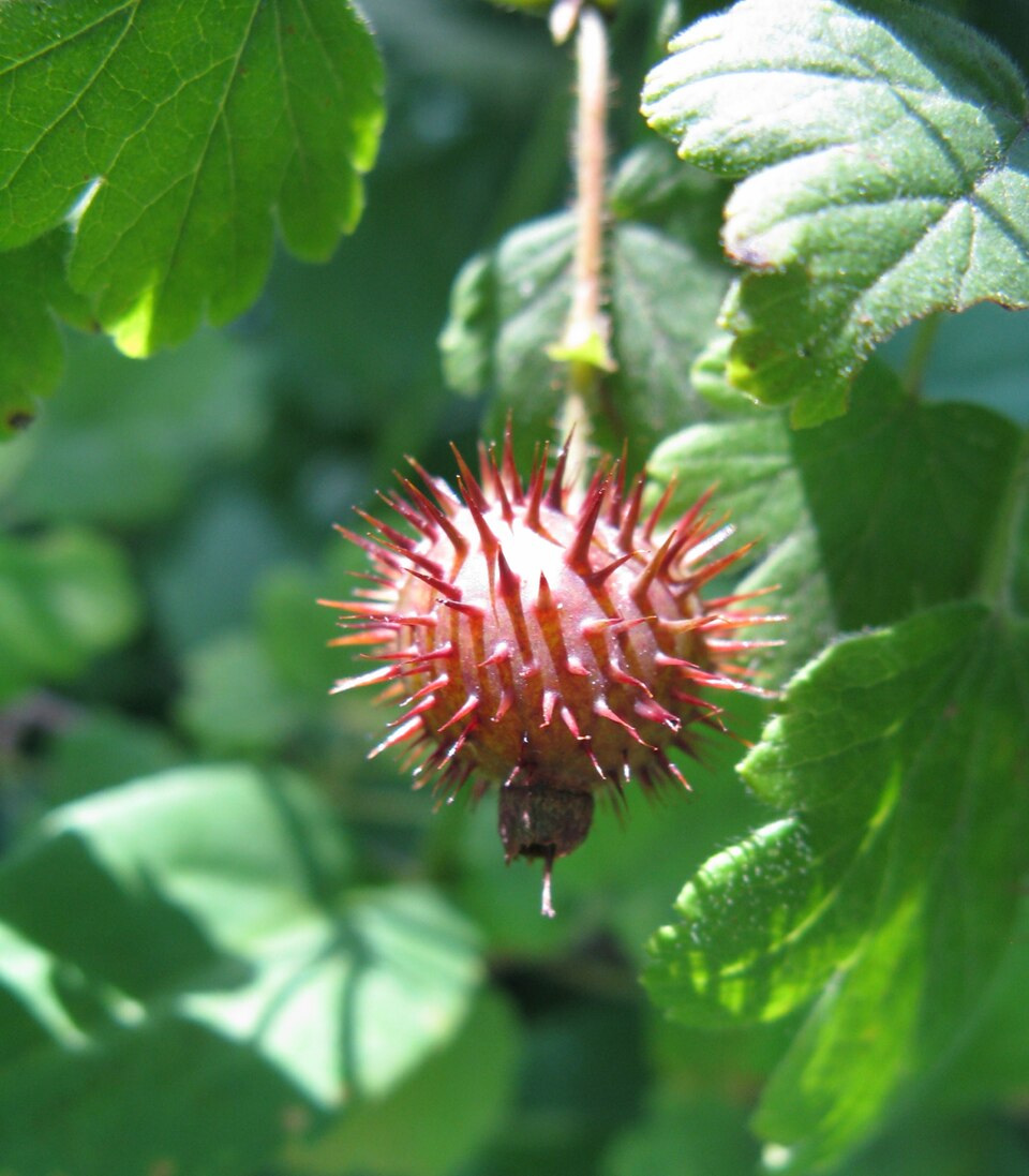 Grossularia cynosbati (Dogberry) — photo