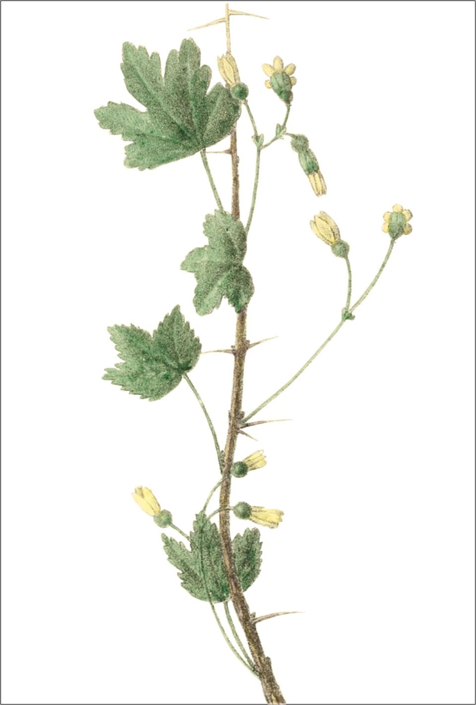 Grossularia cynosbati