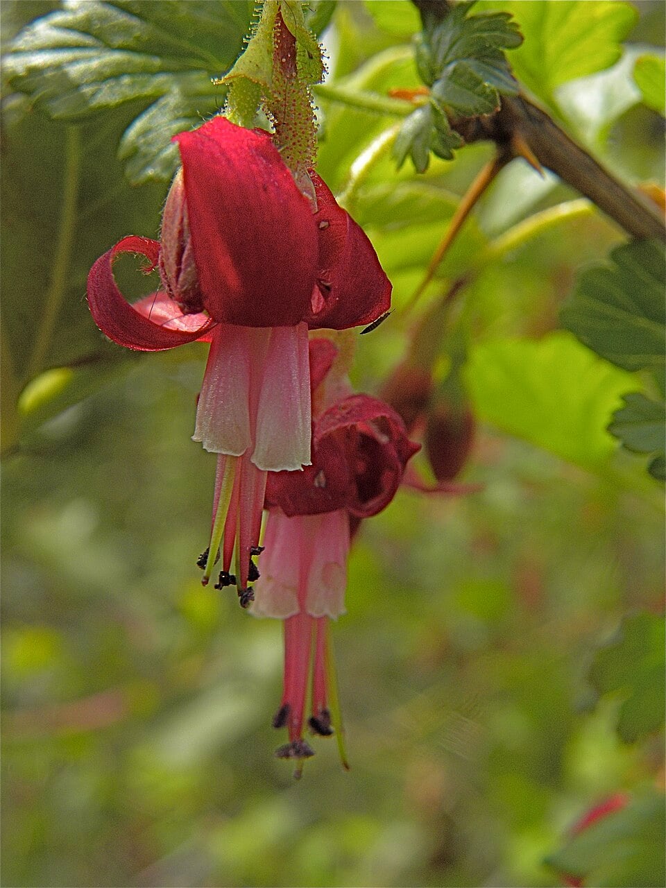Grossularia lobbii