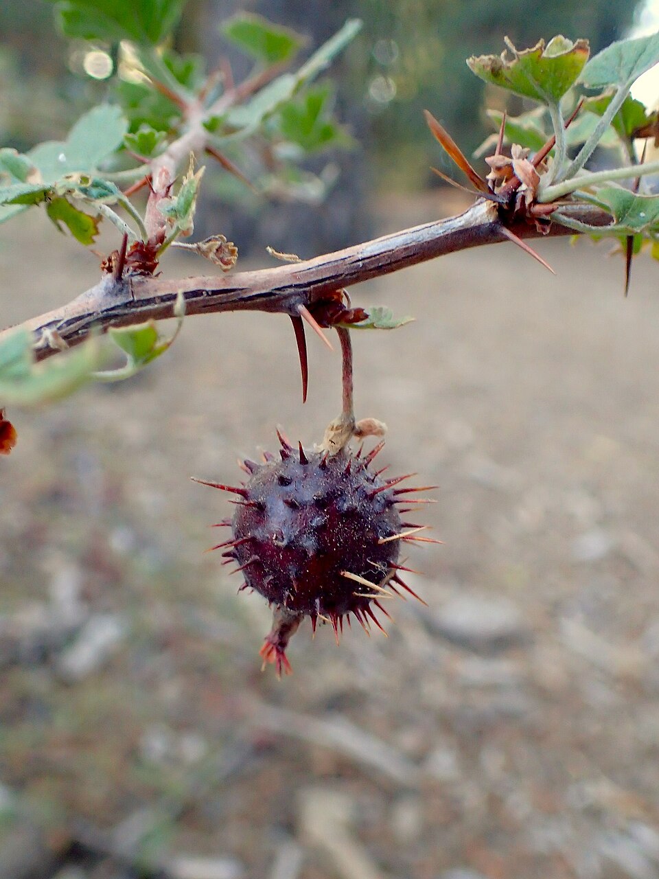 Grossularia roezlii (Sierra gooseberry) — photo