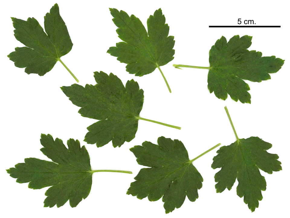 Grossularia rotundifolia (Appalachian gooseberry) — photo