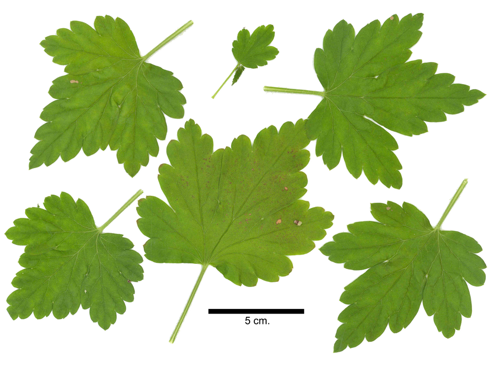 Grossularia rotundifolia