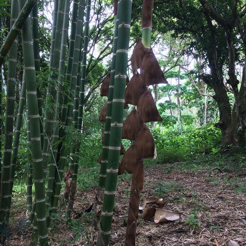 Guadua angustifolia (Guadua) — photo