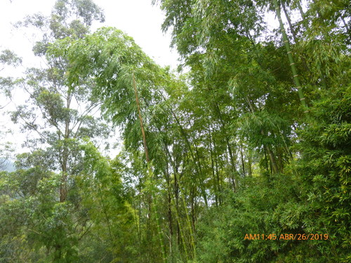 Guadua angustifolia