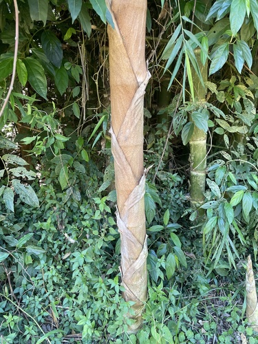 Guadua chacoensis — photo