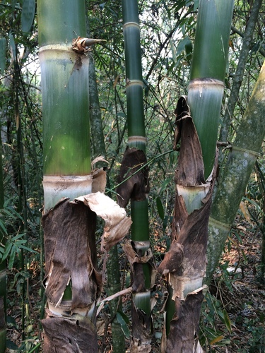 Guadua chacoensis