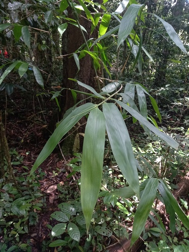 Guadua latifolia (Guadua) — photo