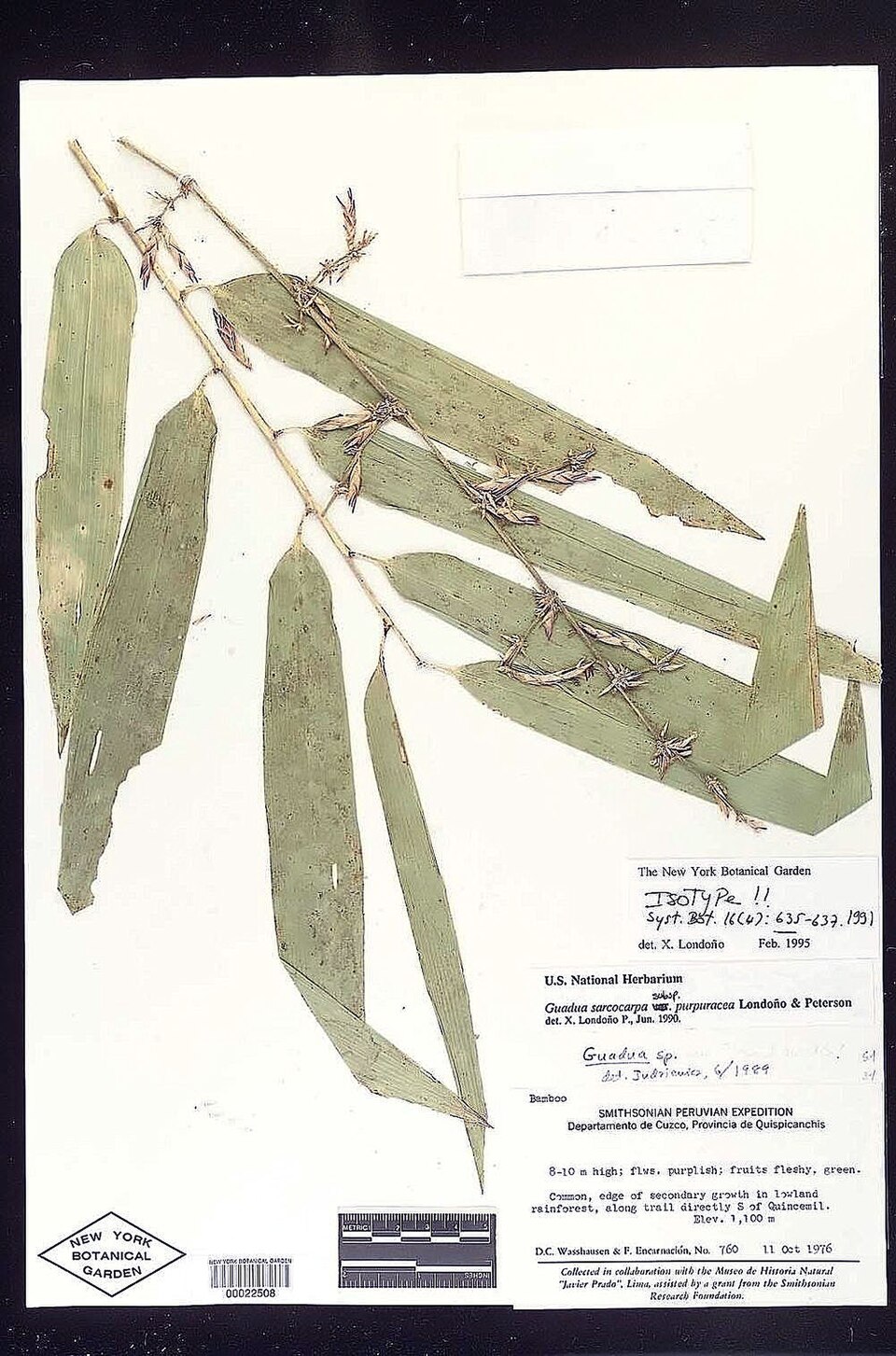 Guadua sarcocarpa (Fleshy fruit guadua) — photo