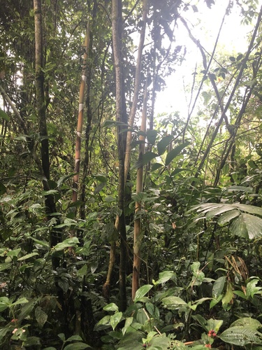 Guadua sarcocarpa