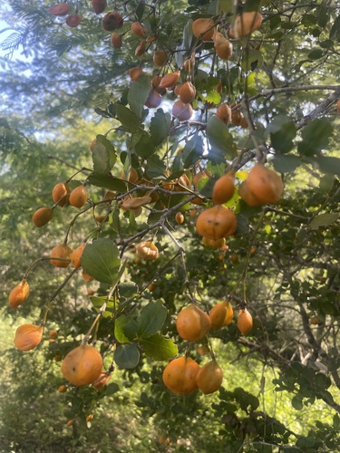 Guaiacum officinale (Common lignum-vitae) — photo