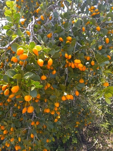 Guaiacum officinale