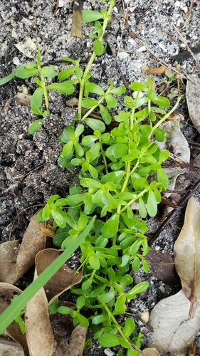 Guapira discolor (Blolly) — photo