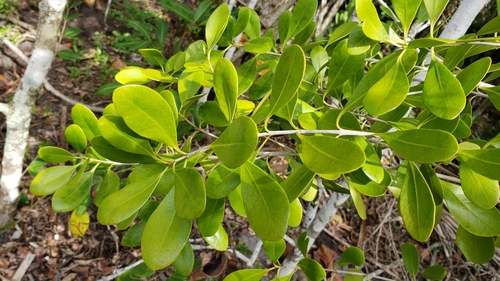 Guapira discolor (Blolly) — photo