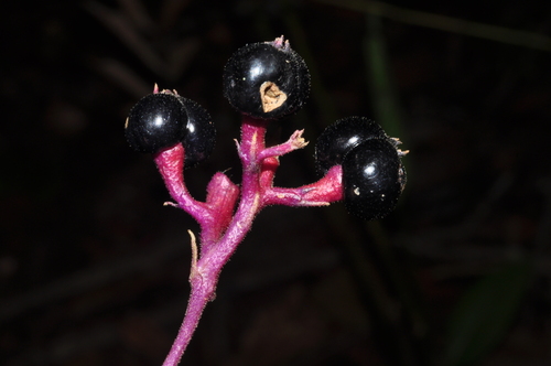 Guapira hirsuta (Guapira) — photo