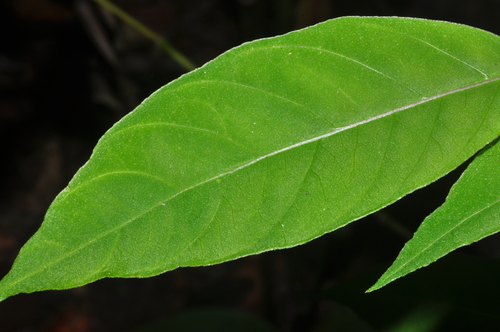Guapira hirsuta (Guapira) — photo