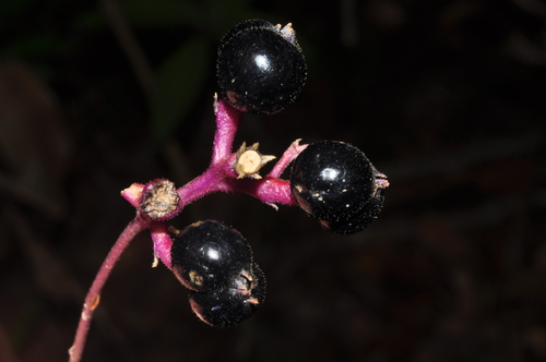 Guapira hirsuta