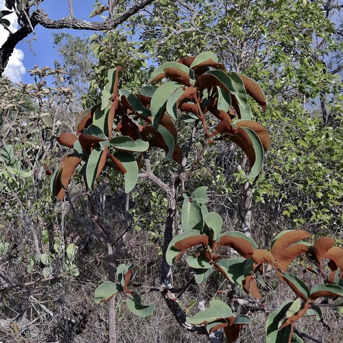 Guapira noxia — photo