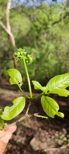 Guapira petenensis — photo