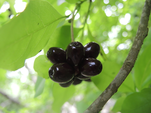 Guapira petenensis