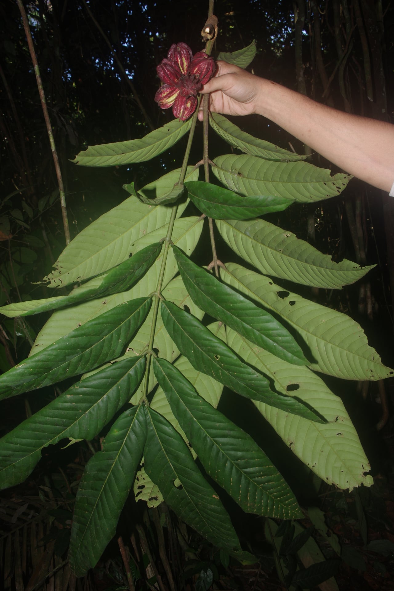 Guarea fistulosa (Fistular muskwood) — photo