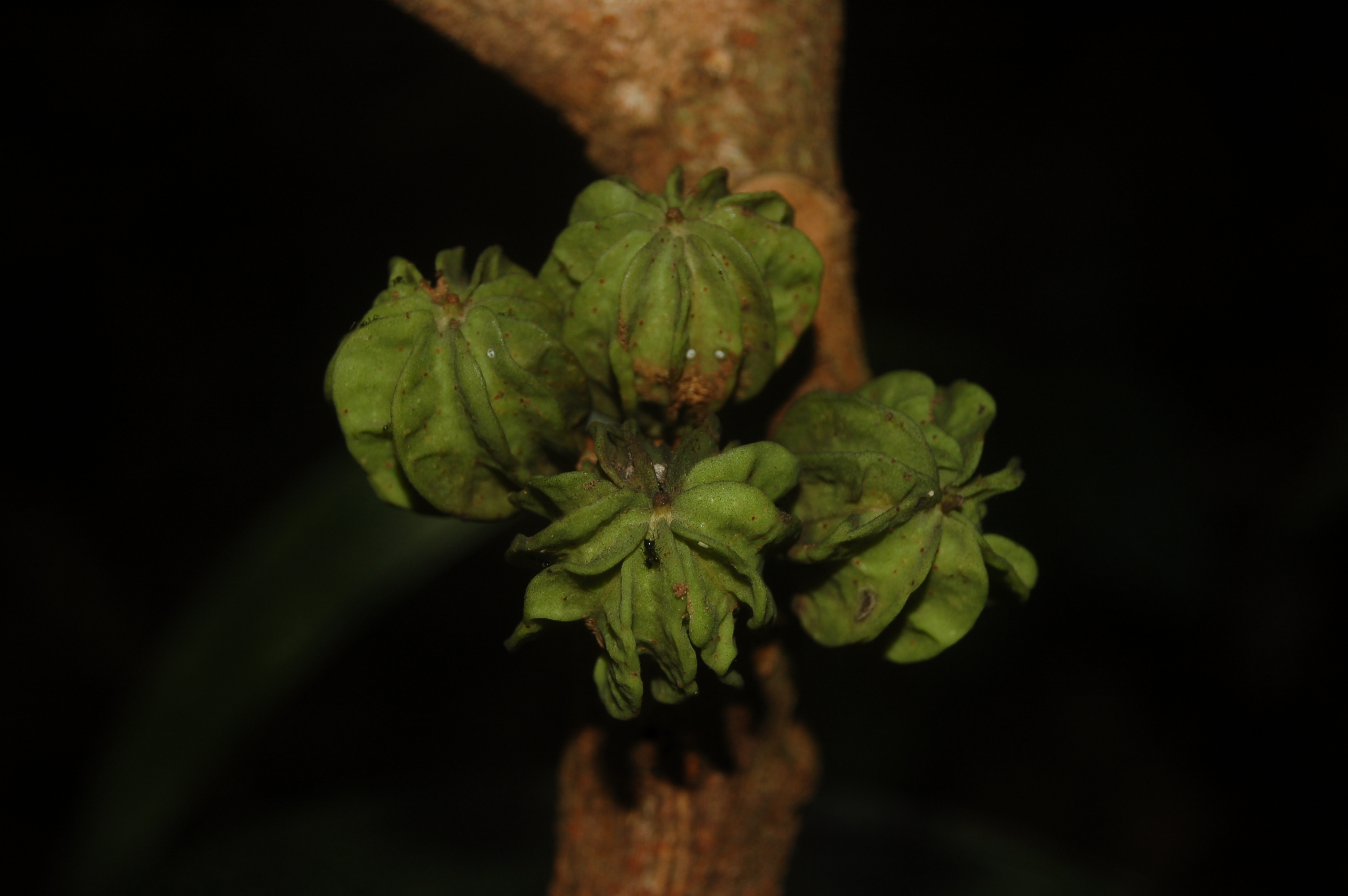 Guarea fistulosa (Fistular muskwood) — photo