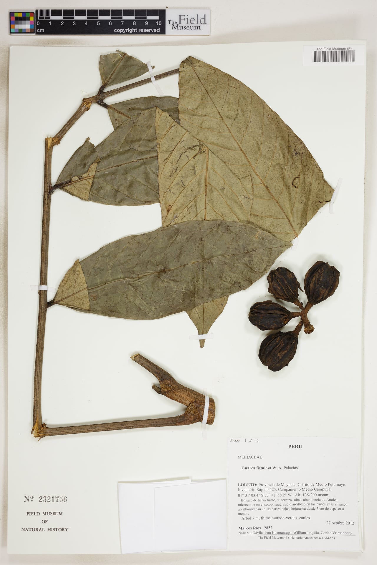 Guarea fistulosa